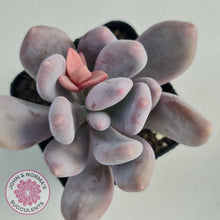 Load image into Gallery viewer, Pachyphytum Glutincaule - John &amp; Norma&#39;s Succulents
