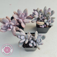 Load image into Gallery viewer, Pachyphytum Glutincaule - John &amp; Norma&#39;s Succulents
