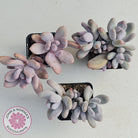 Pachyphytum Glutincaule