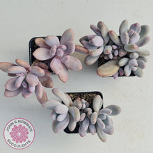 Load image into Gallery viewer, Pachyphytum Glutincaule - John &amp; Norma&#39;s Succulents
