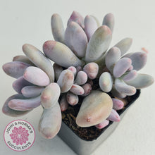 Load image into Gallery viewer, Pachyphytum Glutincaule - John &amp; Norma&#39;s Succulents
