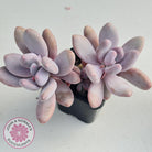 Pachyphytum Glutincaule