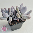 Pachyphytum Glutincaule