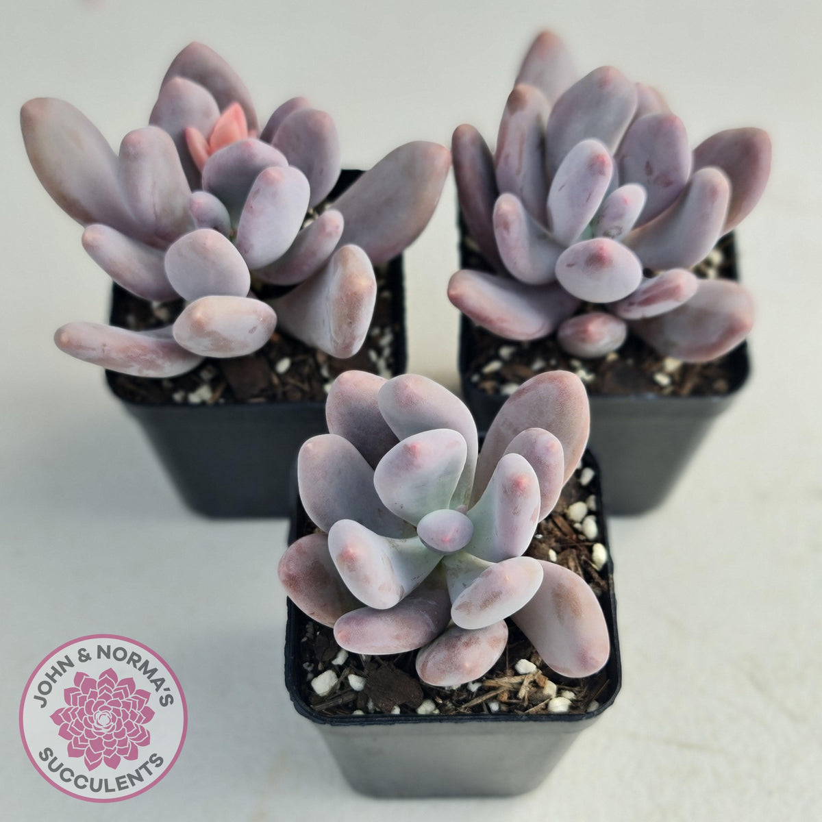 Pachyphytum Glutincaule