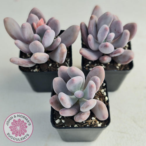 Pachyphytum Glutincaule - John & Norma's Succulents