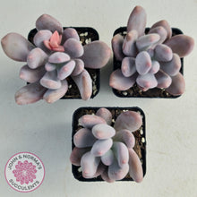 Load image into Gallery viewer, Pachyphytum Glutincaule - John &amp; Norma&#39;s Succulents
