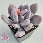 Pachyphytum Glutincaule