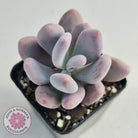 Pachyphytum Glutincaule