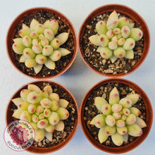 Load image into Gallery viewer, Pachyphytum &#39;Yeonji&#39; - John &amp; Norma&#39;s Succulents Australia
