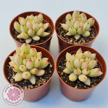 Load image into Gallery viewer, Pachyphytum &#39;Yeonji&#39; - John &amp; Norma&#39;s Succulents Australia
