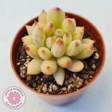 Load image into Gallery viewer, Pachyphytum &#39;Yeonji&#39; - John &amp; Norma&#39;s Succulents Australia
