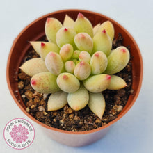 Load image into Gallery viewer, Pachyphytum &#39;Yeonji&#39; - John &amp; Norma&#39;s Succulents Australia
