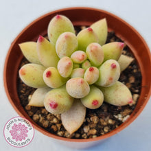 Load image into Gallery viewer, Pachyphytum &#39;Yeonji&#39; - John &amp; Norma&#39;s Succulents Australia
