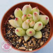 Load image into Gallery viewer, Pachyphytum &#39;Yeonji&#39; - John &amp; Norma&#39;s Succulents Australia
