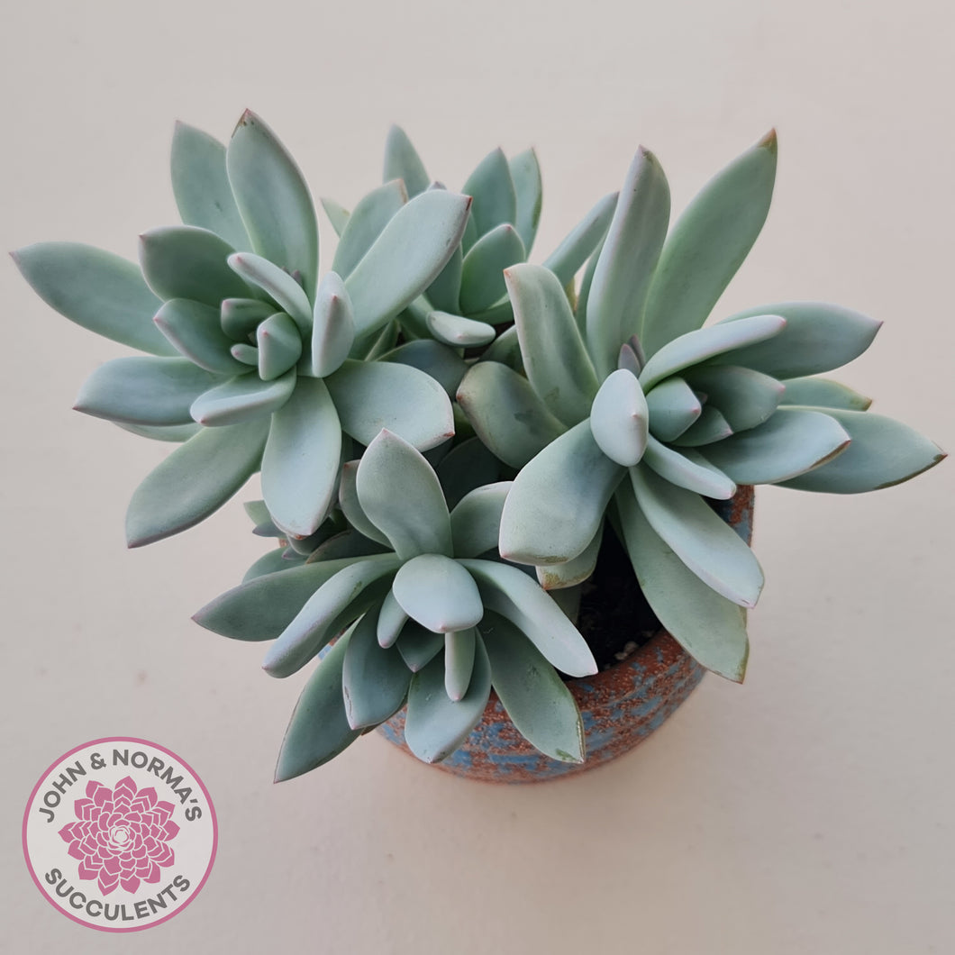 Pachyveria Exotica 'Powder Puff' tripple head display plant in a pink and blue ceramic pot