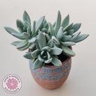 Pachyveria Exotica 'Powder Puff'