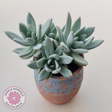 Load image into Gallery viewer, Pachyveria Exotica &#39;Powder Puff&#39; tripple head display plant in a pink and blue ceramic pot
