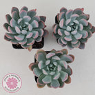 Pachyveria scheideckeri