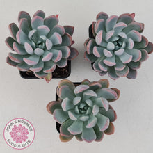 Load image into Gallery viewer, Pachyveria scheideckeri - John &amp; Norma&#39;s Succulents
