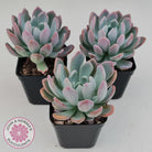 Pachyveria scheideckeri