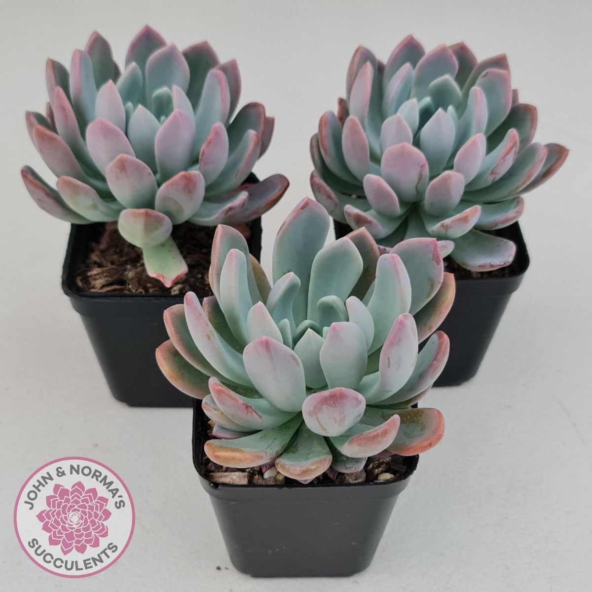 Pachyveria scheideckeri
