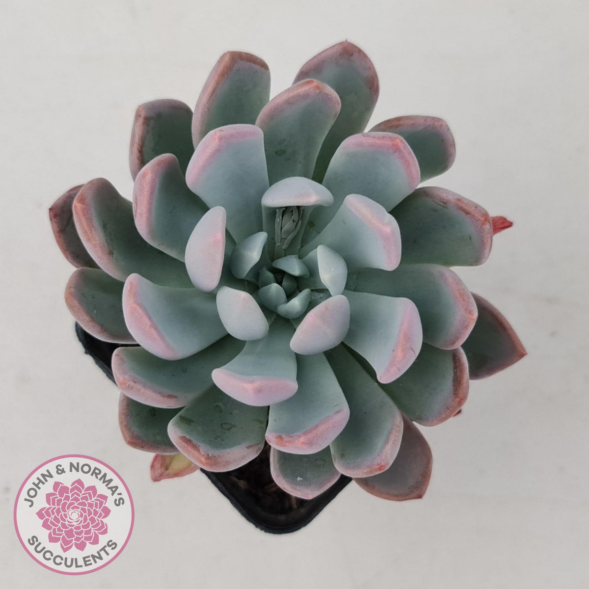 Pachyveria scheideckeri