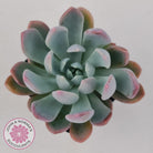 Pachyveria scheideckeri