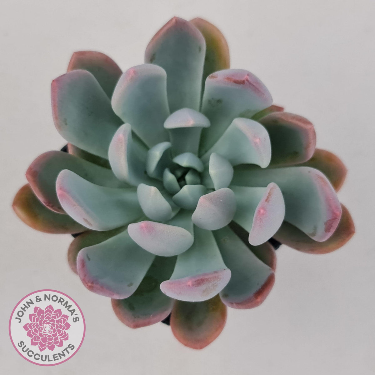 Pachyveria scheideckeri