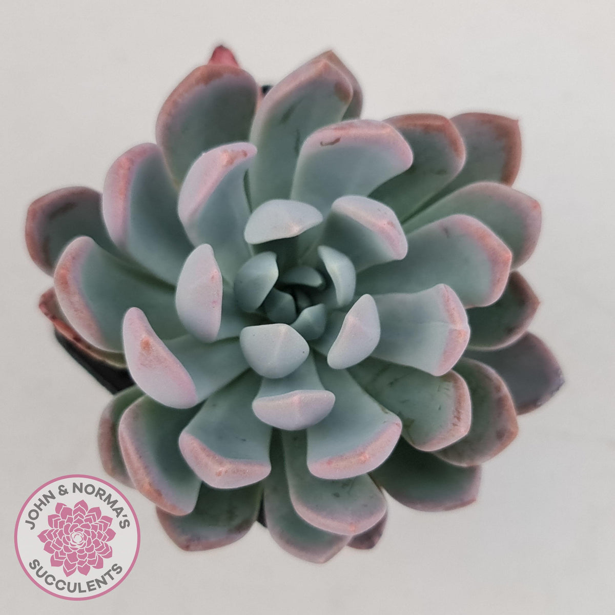 Pachyveria scheideckeri
