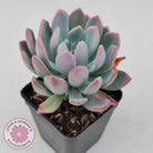Pachyveria scheideckeri