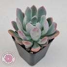 Pachyveria scheideckeri