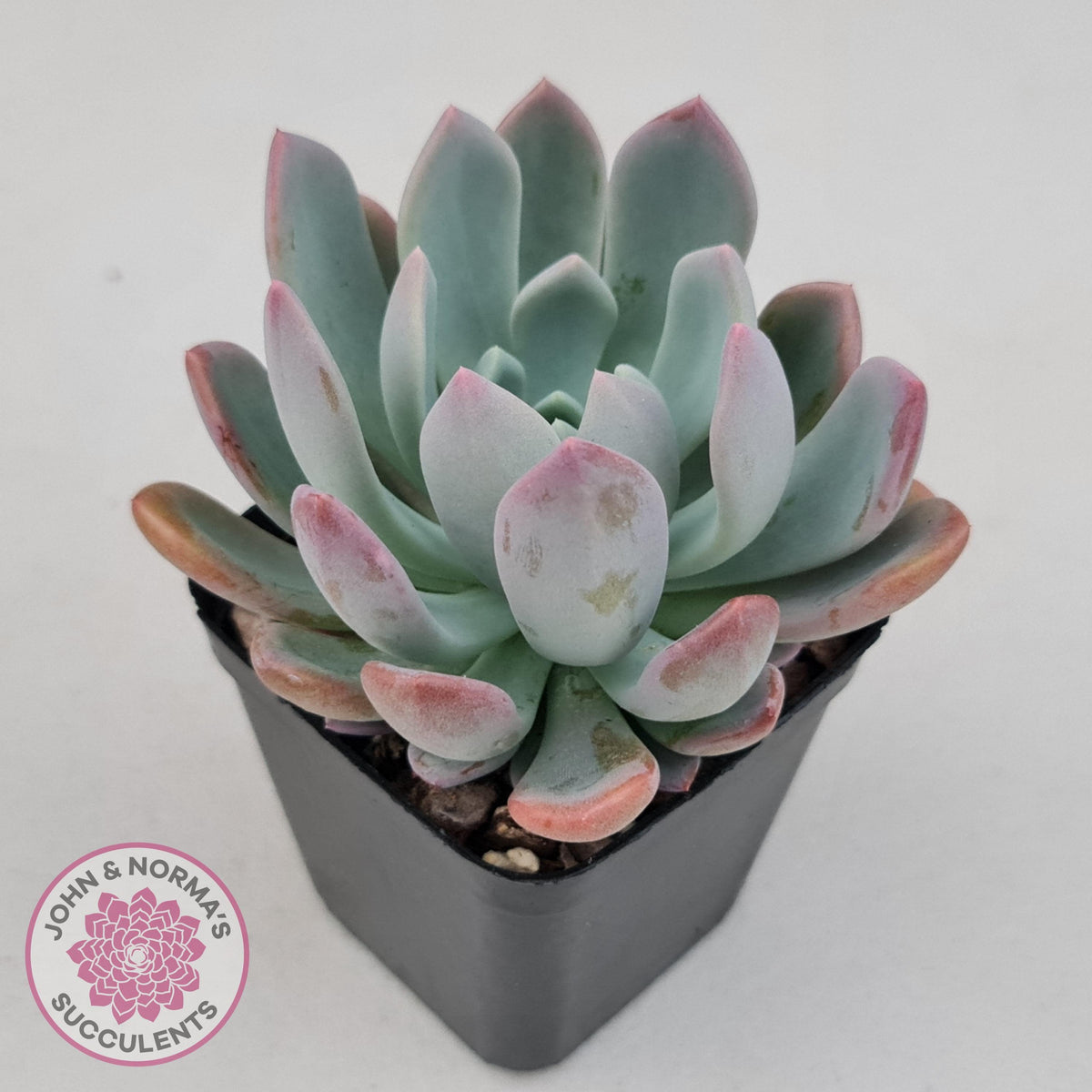 Pachyveria scheideckeri