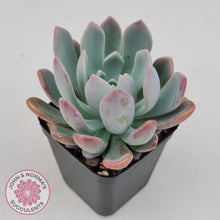 Load image into Gallery viewer, Pachyveria scheideckeri - John &amp; Norma&#39;s Succulents
