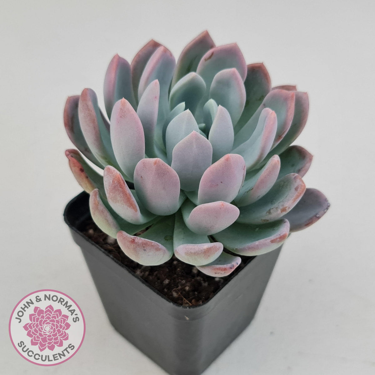 Pachyveria scheideckeri
