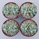 Pachyphytum Rainbow Beauty