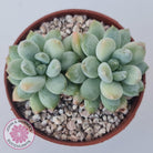 Pachyphytum Rainbow Beauty