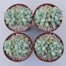 Load image into Gallery viewer, Pachyphytum Rainbow Beauty - John &amp; Norma&#39;s Succulents Australia
