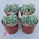 Pachyphytum Rainbow Beauty