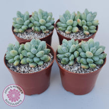 Load image into Gallery viewer, Pachyphytum Rainbow Beauty - John &amp; Norma&#39;s Succulents Australia
