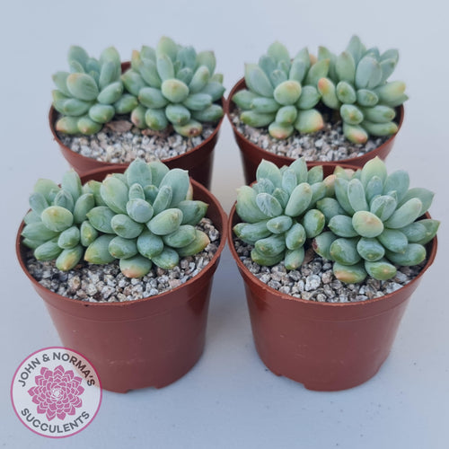 Pachyphytum Rainbow Beauty - John & Norma's Succulents Australia