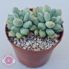 Pachyphytum Rainbow Beauty