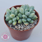 Pachyphytum Rainbow Beauty