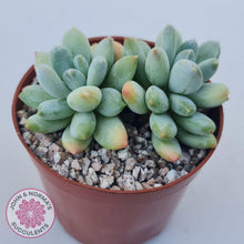 Load image into Gallery viewer, Pachyphytum Rainbow Beauty - John &amp; Norma&#39;s Succulents Australia
