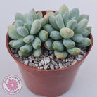 Pachyphytum Rainbow Beauty