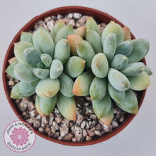 Load image into Gallery viewer, Pachyphytum Rainbow Beauty - John &amp; Norma&#39;s Succulents Australia
