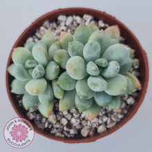 Load image into Gallery viewer, Pachyphytum Rainbow Beauty - John &amp; Norma&#39;s Succulents Australia
