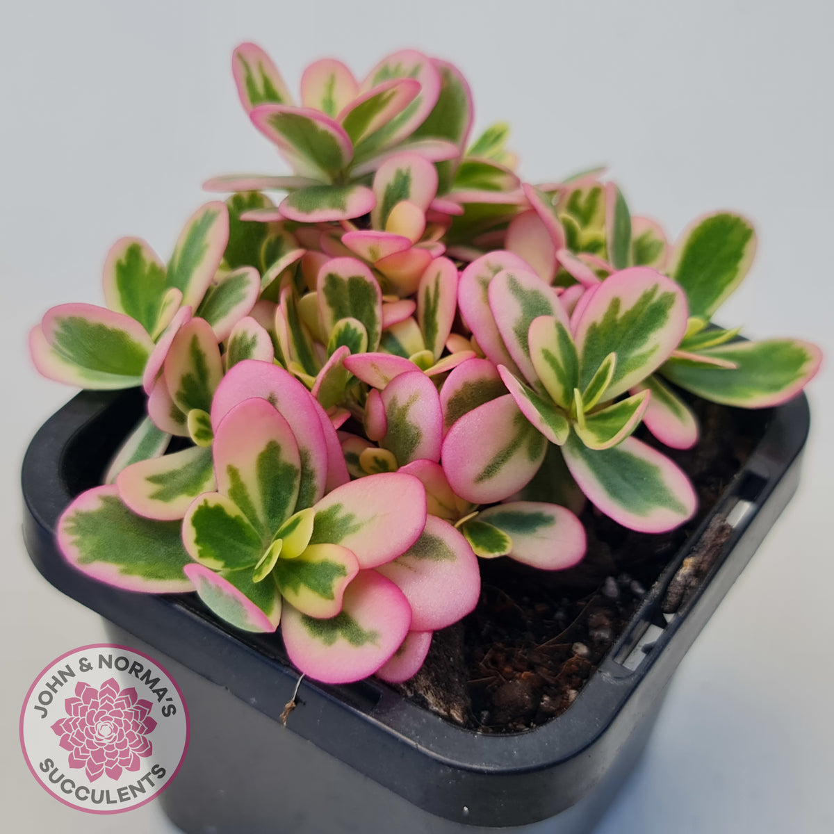 Portulaca oleracea variegata