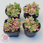 Portulaca oleracea variegata