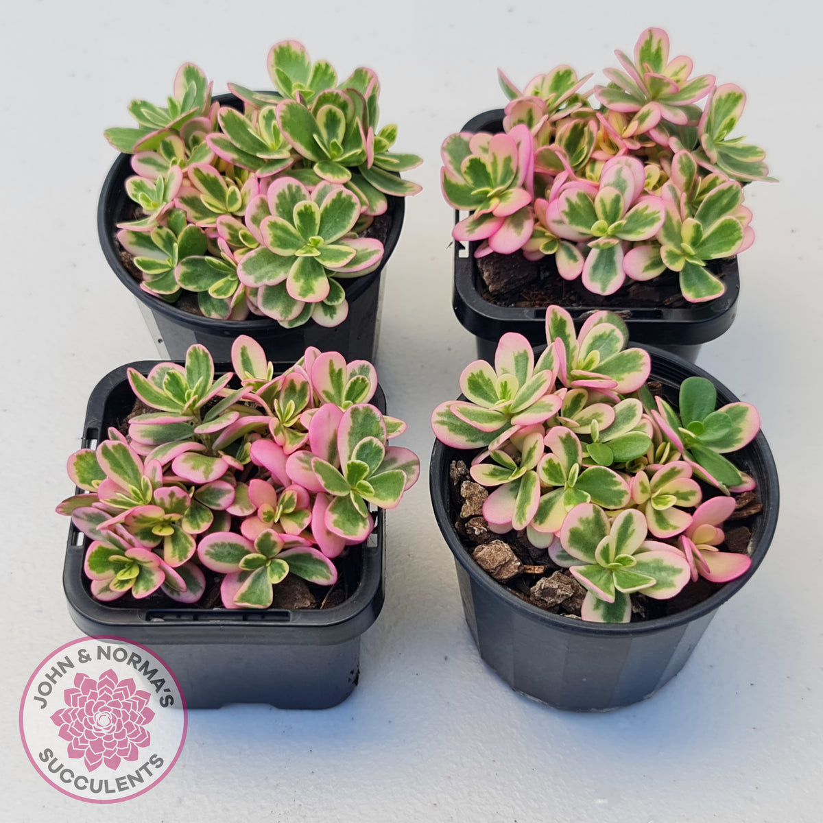 Portulaca oleracea variegata