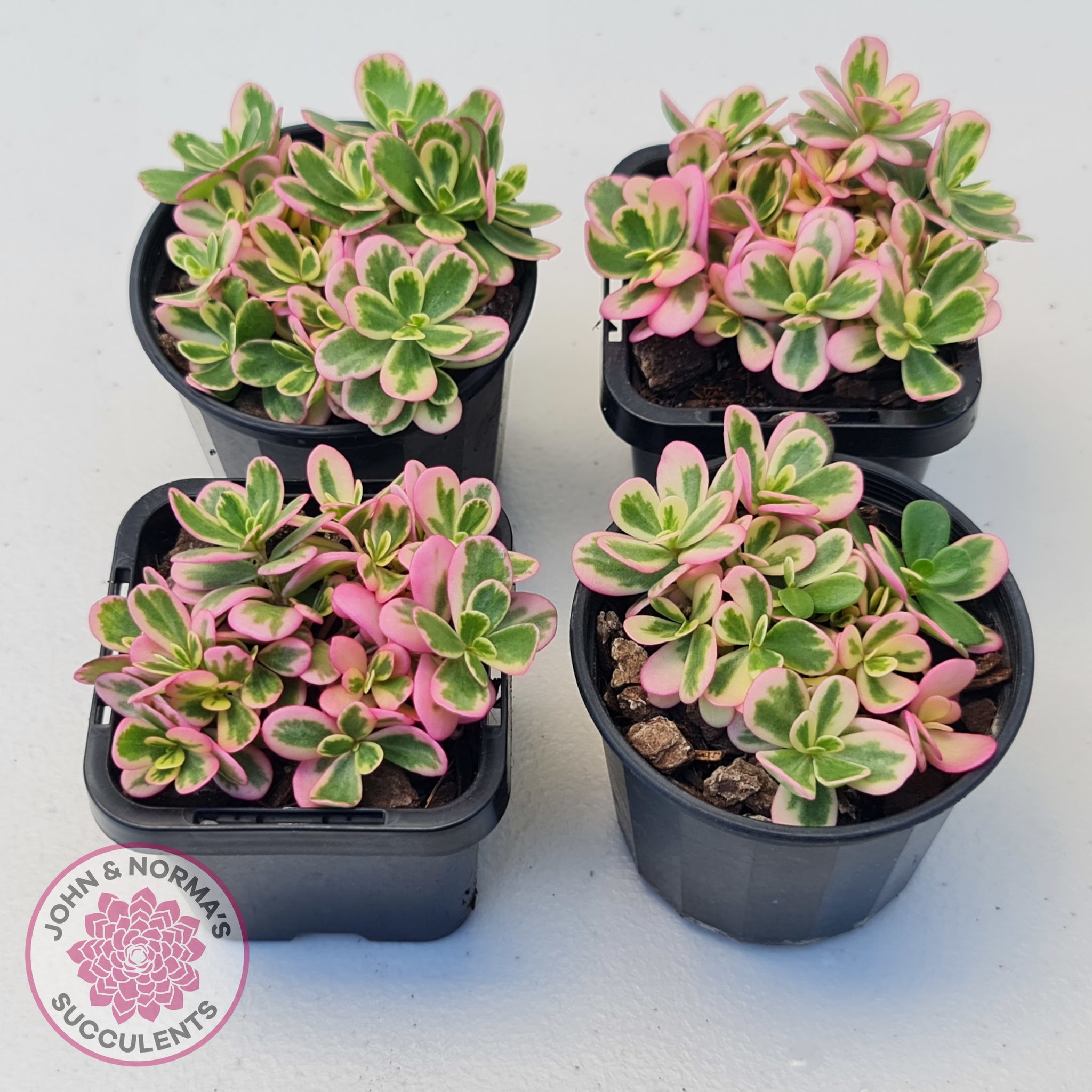 are portulaca succulents Buy Portulaca oleracea variegata Australia